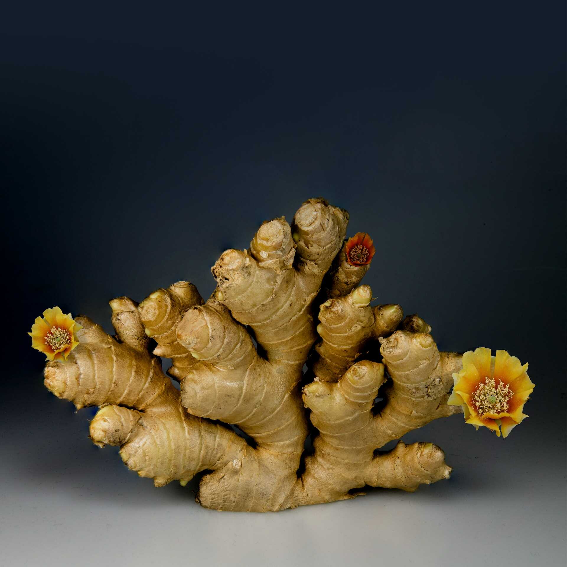 The Golden Root: Ginger